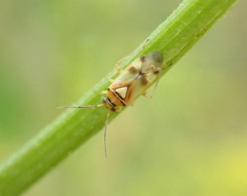 Réf. 268 090 : Orthops sp.